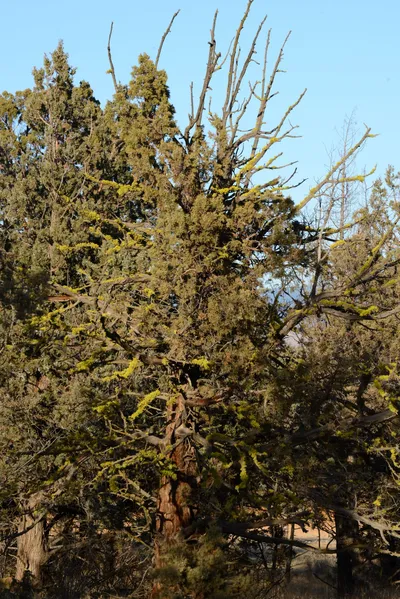 DSC_3029 (Large).JPG